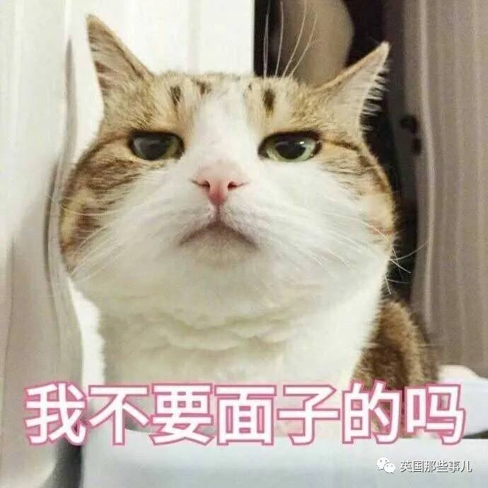猫咪表情包喵星人,一组有故事的喵星人表情包