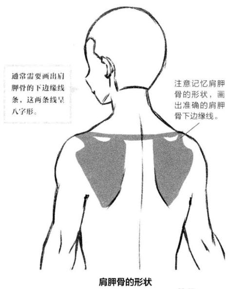 零基础漫画侧脸教程,初学漫画头入门零基础