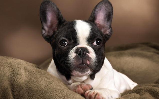 法国斗牛犬优缺点及适合人群,法国斗牛犬多少天生小狗