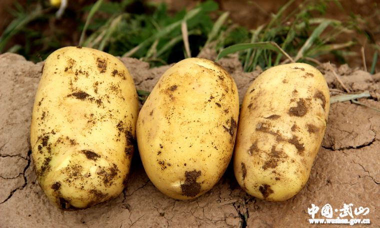 马铃薯主食化,马铃薯主食化产品面条