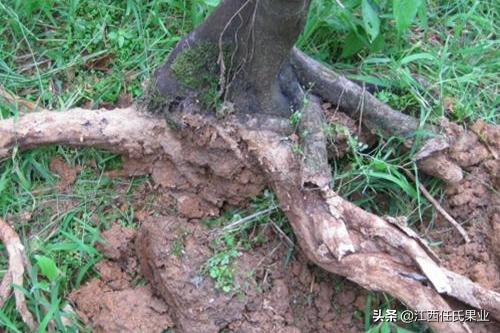 柑橘烂根是细菌还是真菌害,柑橘烂根