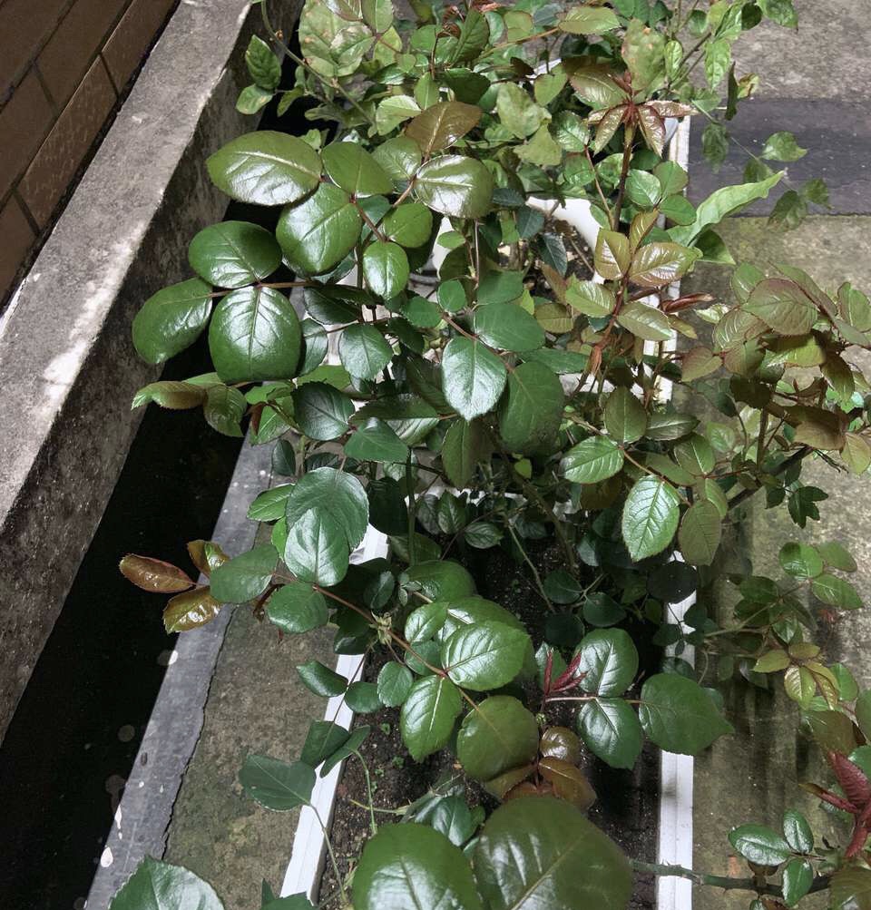 养花中出现小黑飞蚊怎么消除,养花有小黑飞怎么办