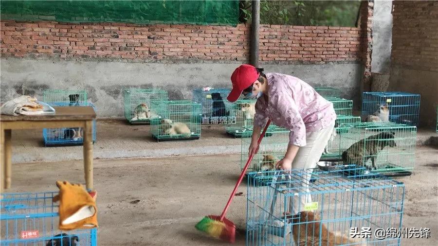 被救下的111条狗狗,一只金毛流浪狗被解救过程