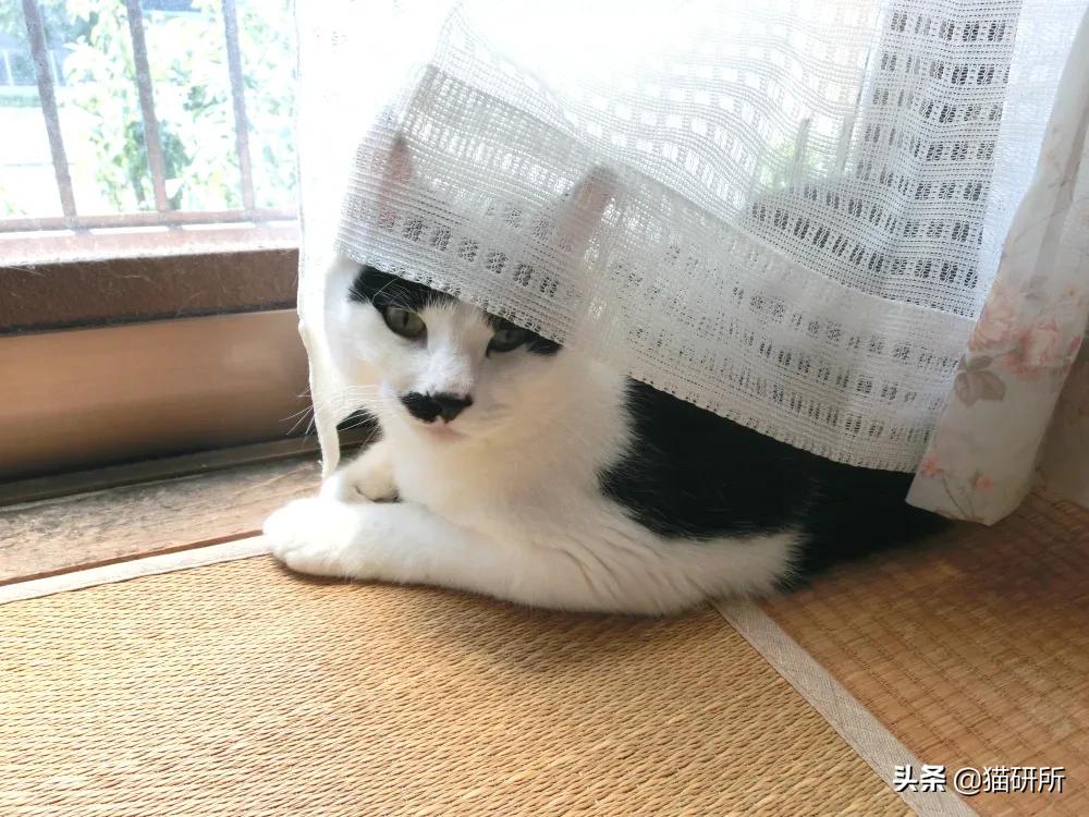 猫咪也有汗臭味儿吗？爱闻人类出汗的腋下又是为什么？