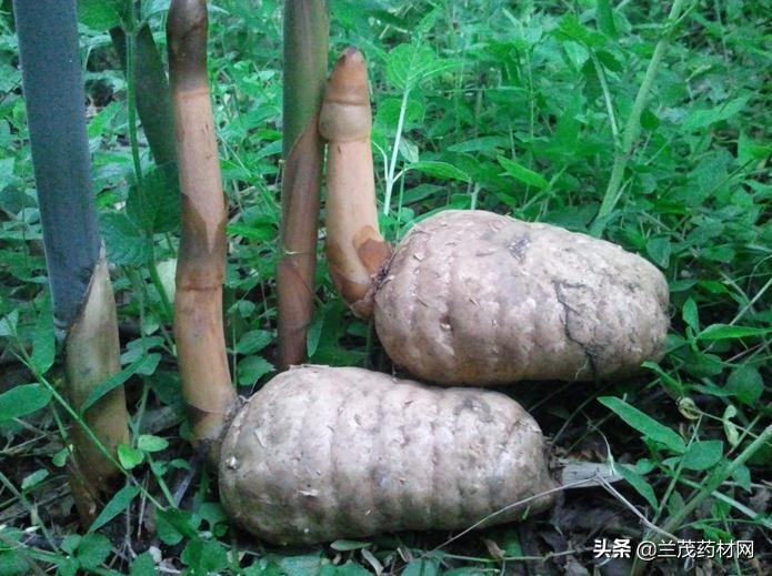 云南昭通野生新鲜天麻产地,真正道地的昭通天麻特征是什么