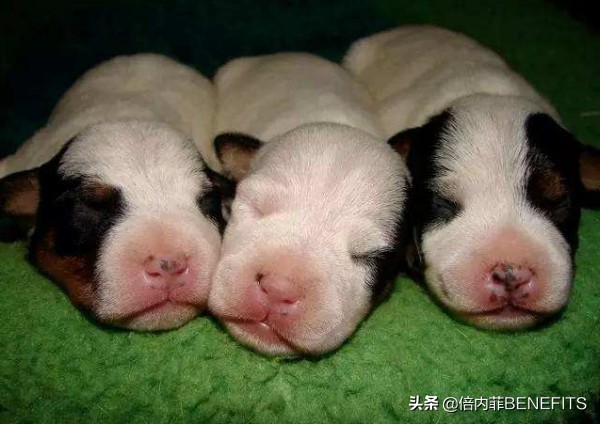 母狗生完小狗却很怕幼犬怎么办,自家狗狗下崽怎么照顾