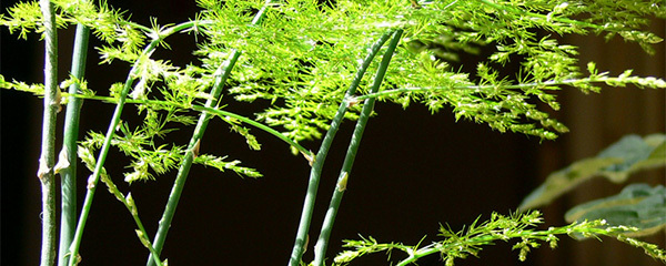 文竹黄叶了怎么修剪,文竹黄叶了怎么办好