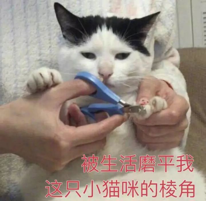 「畅享养宠」猫耳朵热得厉害，是发高烧了吗？