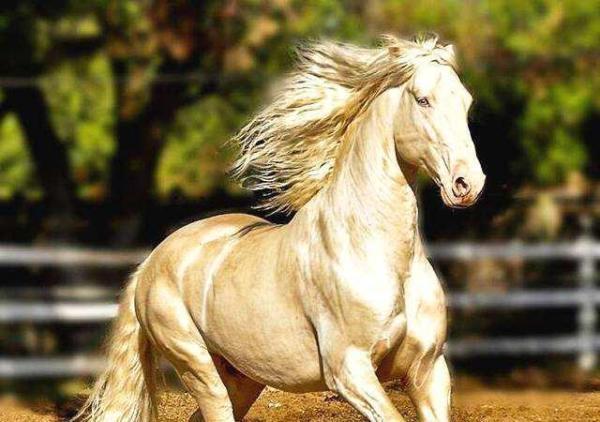 赵云三国名马排行,三国十大名马马超的马