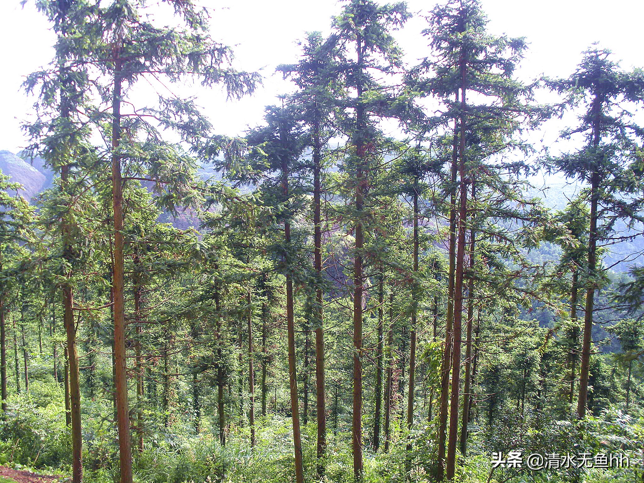 铜钹山九仙湖简介,铜钹山九仙湖几级景区