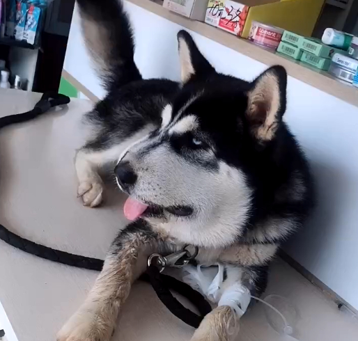 哈士奇破坏力很大吗,哈士奇的破坏力有多大