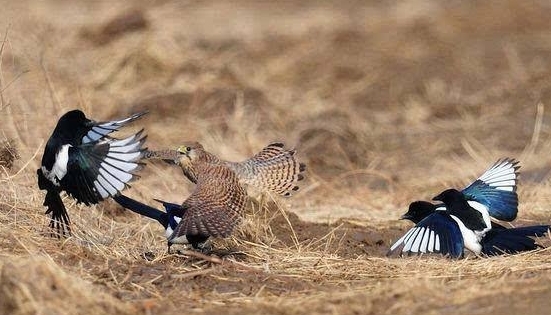 喜鹊吃麻雀幼鸟,喜鹊吃麻雀幼鸟吗