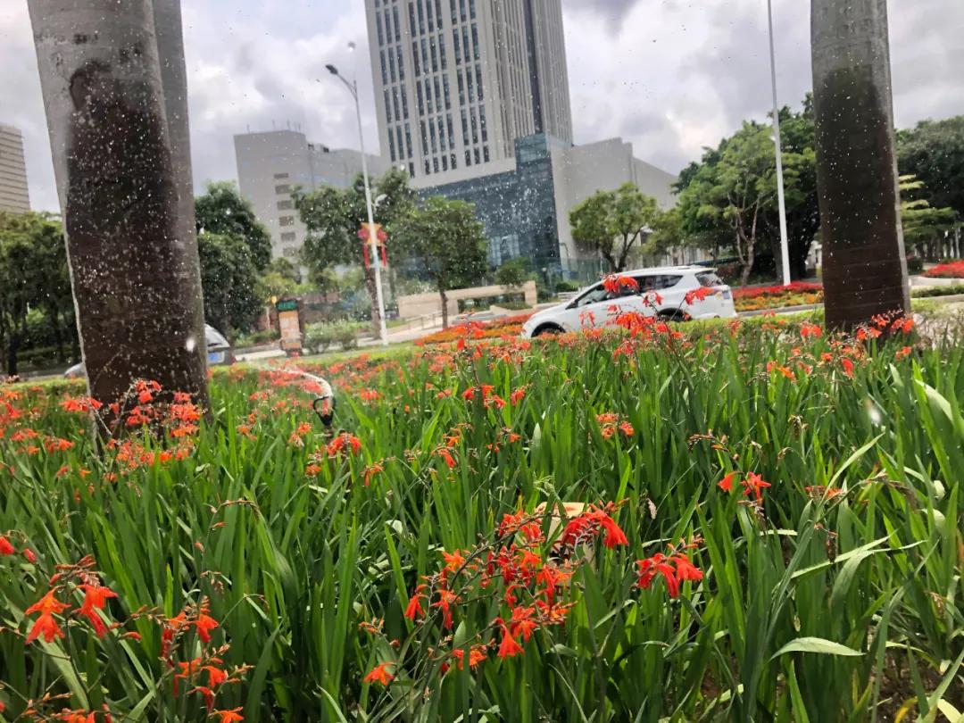 花园庭院设计花卉园艺,花园搭配的草类植物