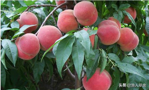 桃子树如何才能让果变甜,桃子树结满密密麻麻的桃子怎么办