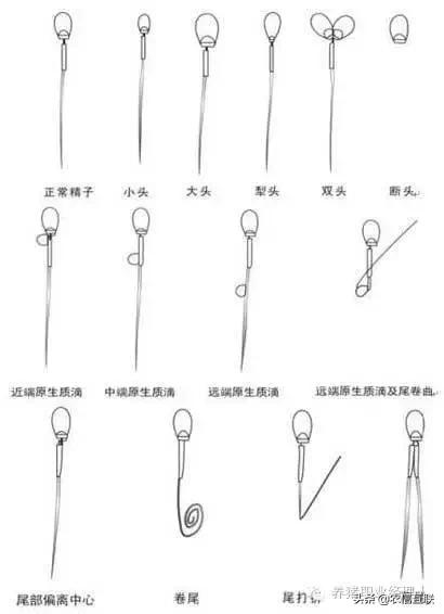 养猪公猪怎么管理,养猪技术教学公猪