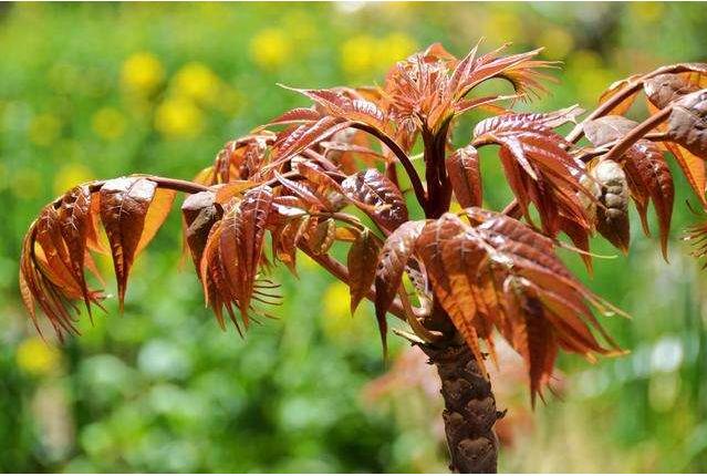 香椿有几个品种哪个品种最好,香椿的品种介绍