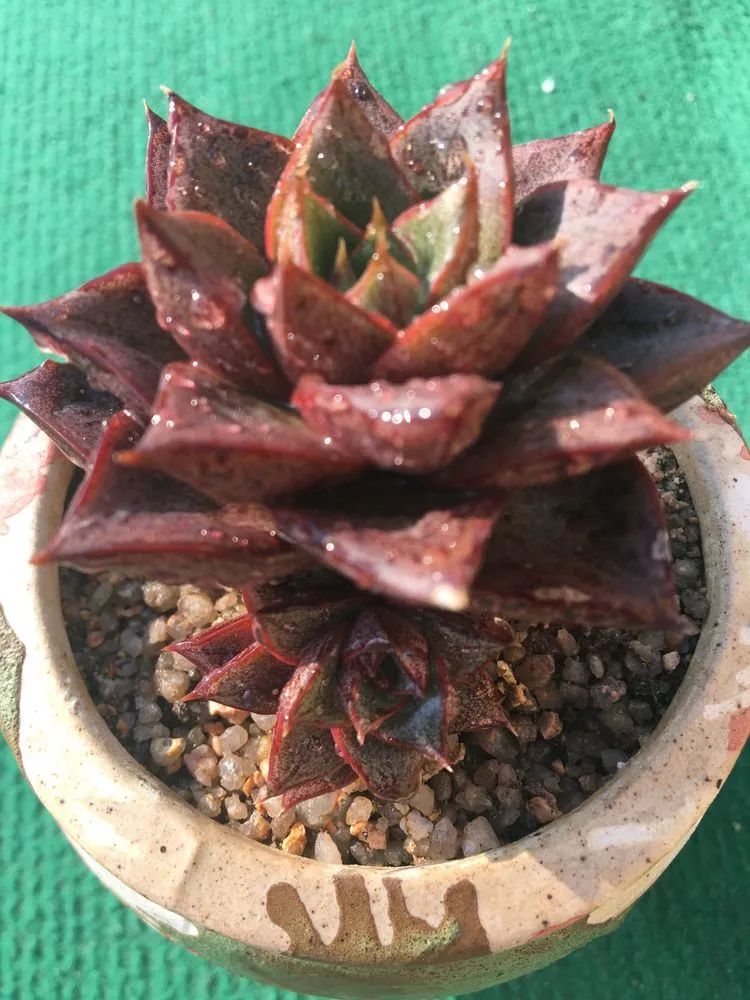 五颜六色的透明多肉,颜色超好看的多肉