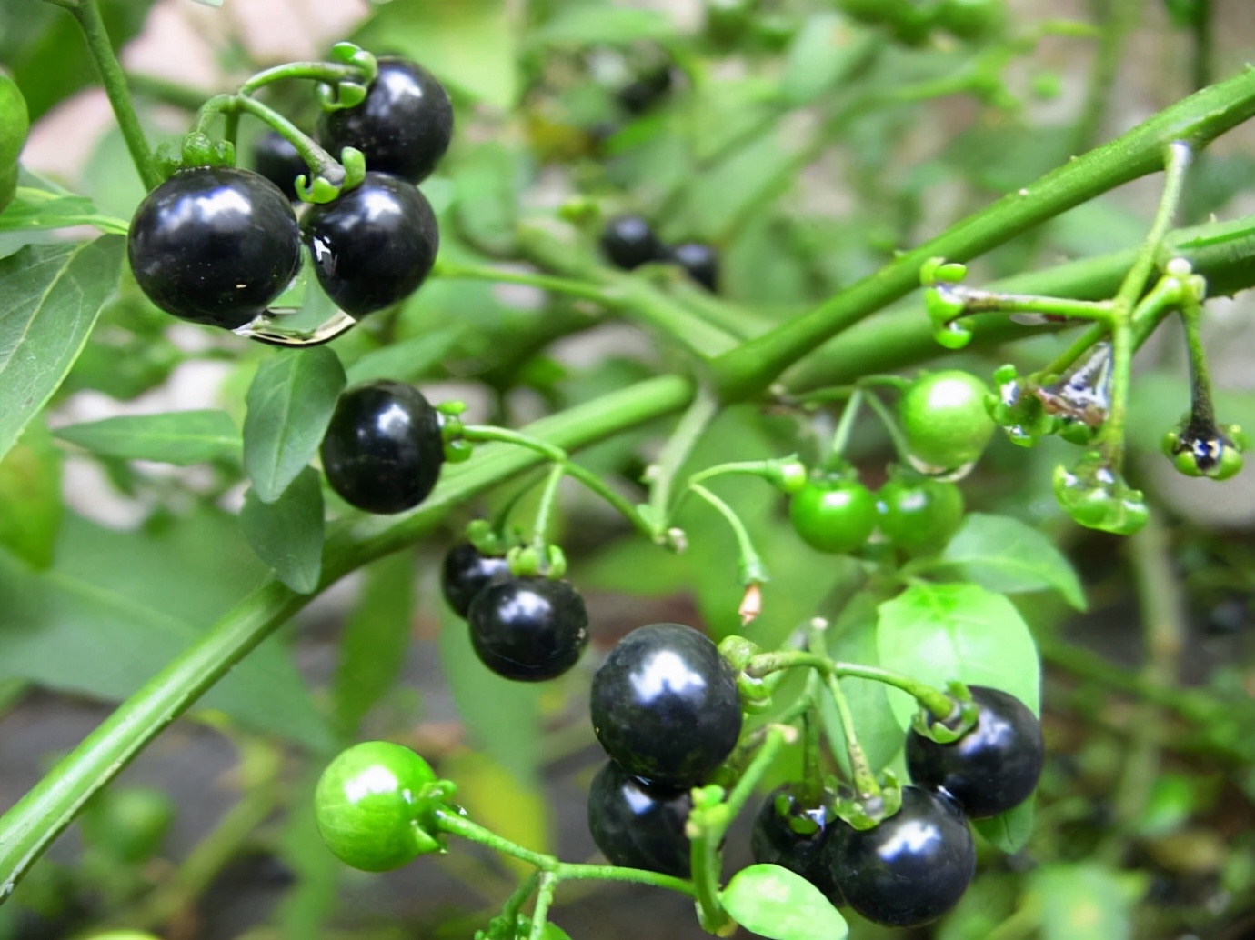 小时候经常见又叫不上名字的植物,一些常见的能吃的植物名称