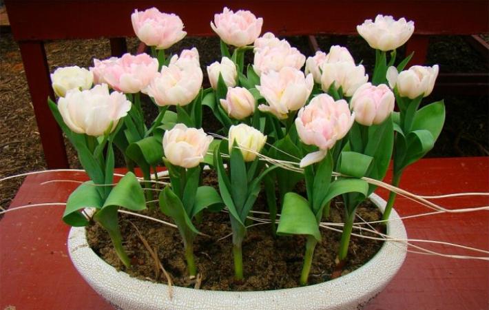 郁金香怎么养才发芽快,郁金香发芽了怎么栽培好