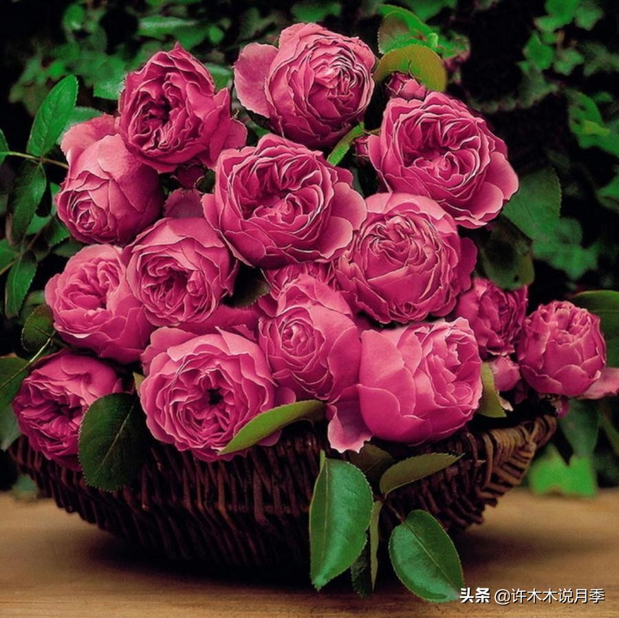 月季为什么不开花和品种有关系吗,买回来的月季不长花骨朵怎么办