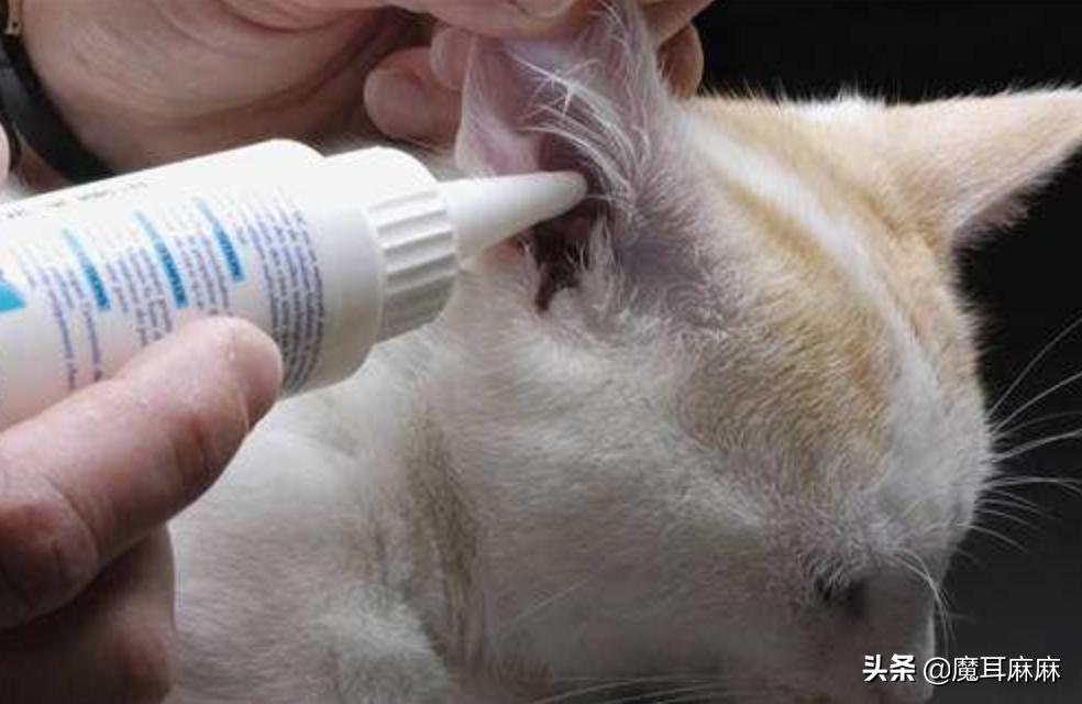 养猫常备哪些药品,家里养猫常备药