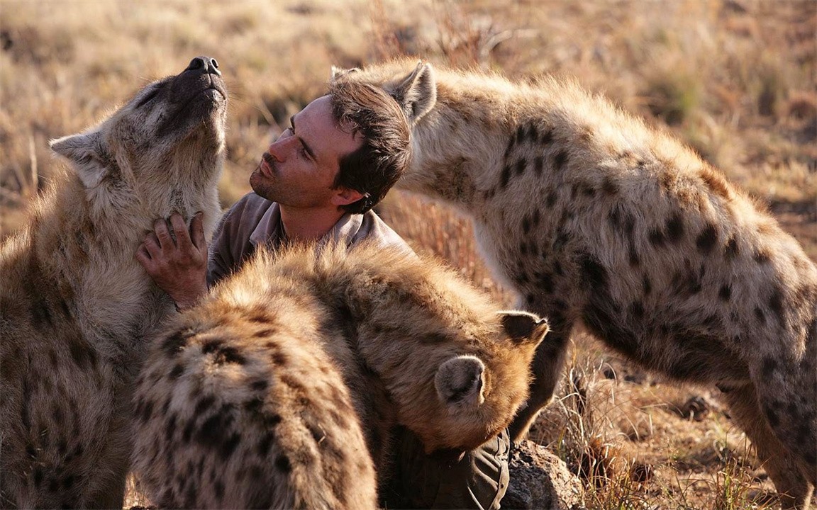 鬣狗连狮子都不怕为何却怕非洲人,鬣狗和狮子的惨烈斗争
