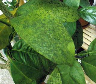 杜鹃花常见病害及治疗方法,小苏打在杜鹃花病虫害防治的作用