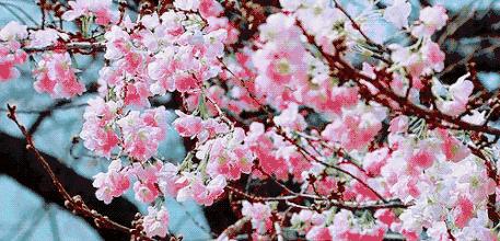 浙江看日本樱花最佳地方,浙江赏樱花最佳地排行榜