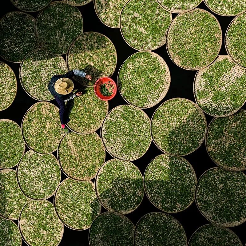 世界非遗福州茉莉花茶窨制工艺,福州茉莉花茶保护区