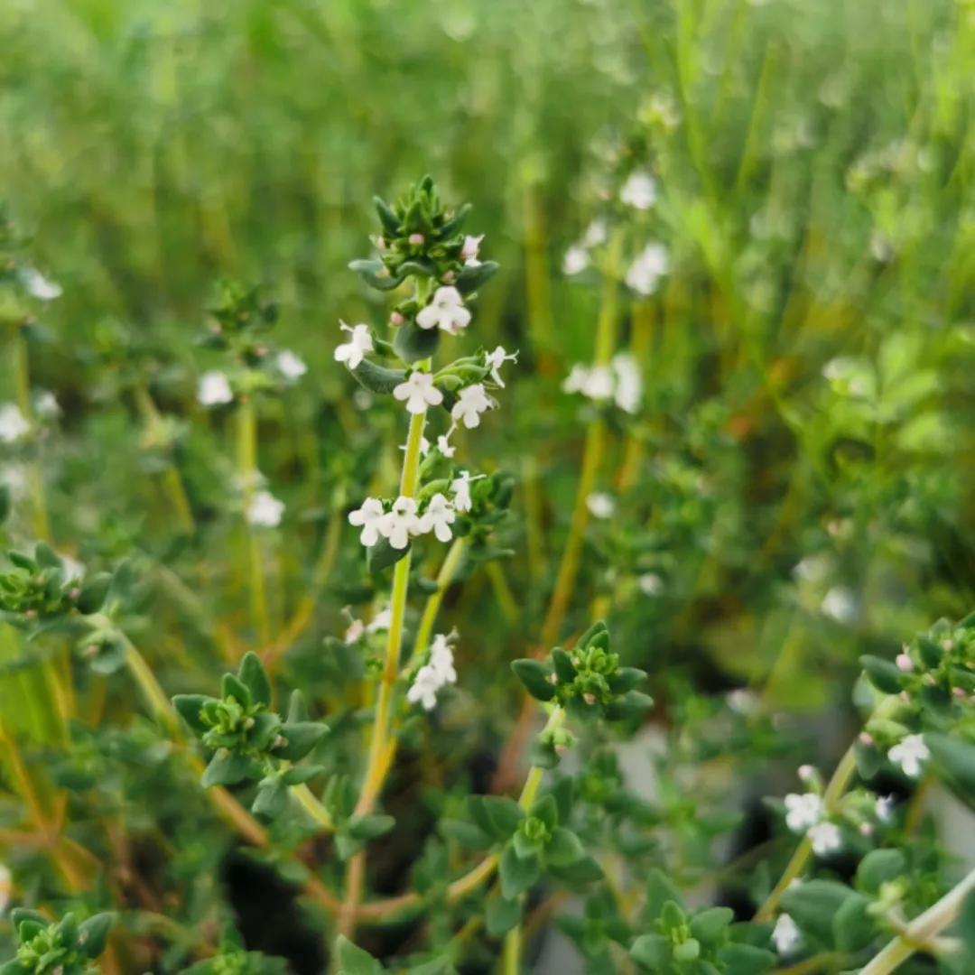 观花草本植物推荐,最具观赏性的观叶植物