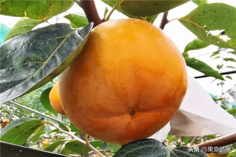 水果食用基础知识,水果数据库基础知识