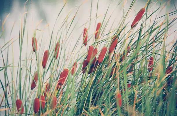 中草药各种花科普,花类的中草药有哪些
