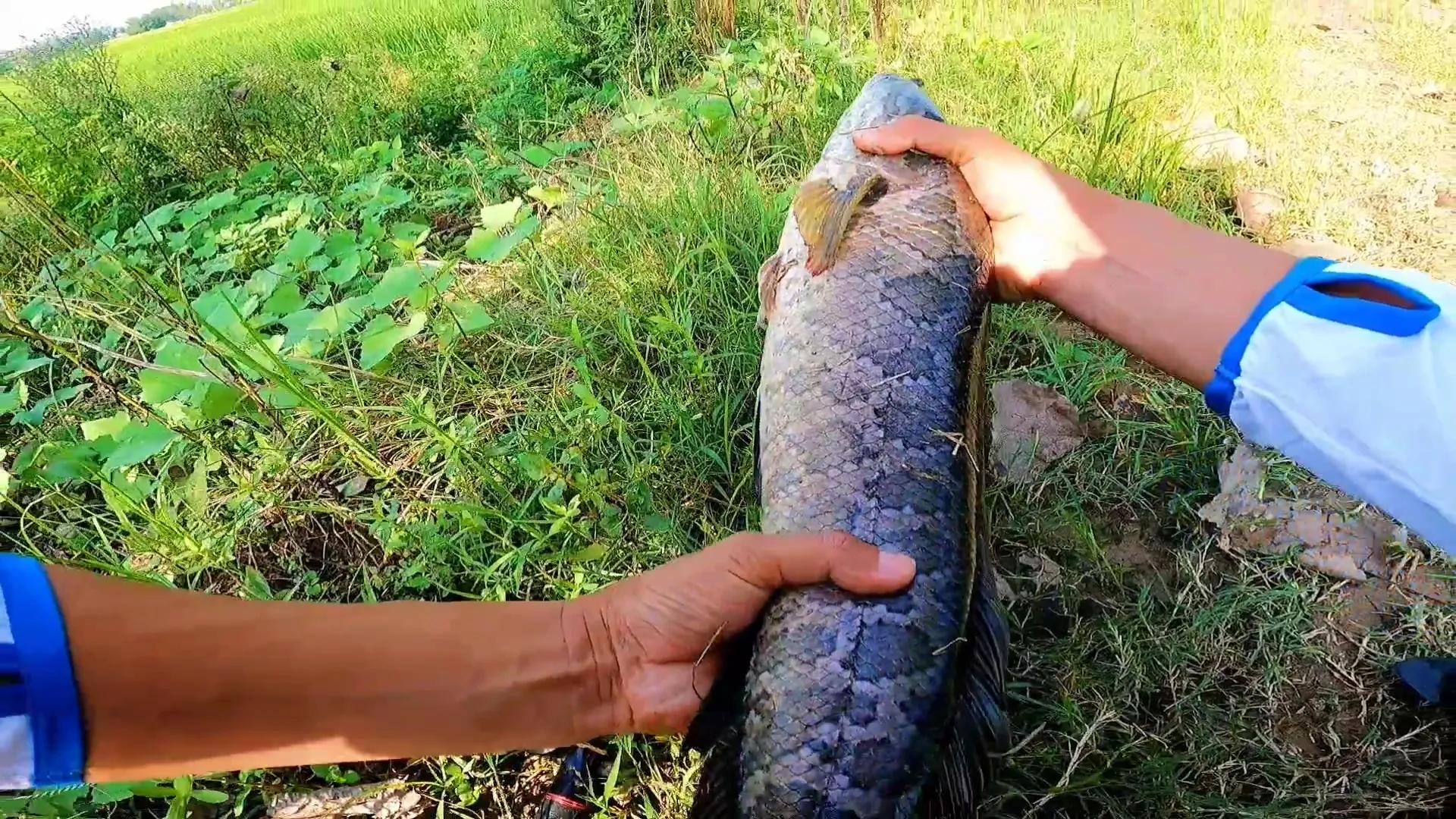 黑鱼雷强手法,雷强钓黑鱼绝密配方