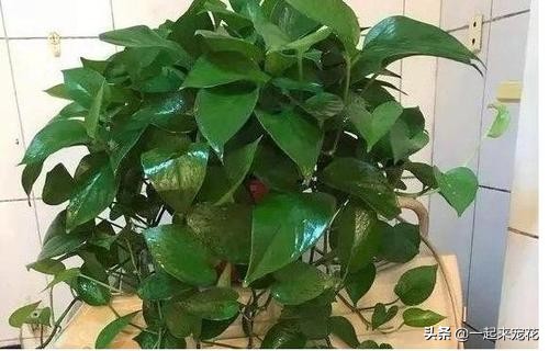 绿萝是个老酒鬼,一周喝一碗,新叶呼呼长,黄叶绿回来