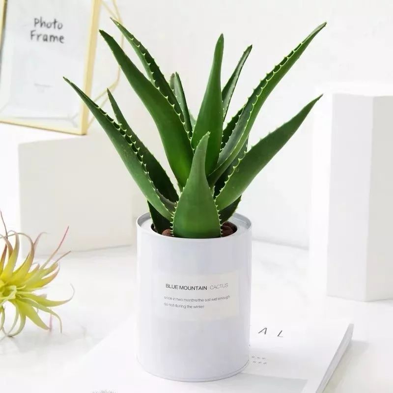 室内盆栽植物吸甲醛易活推荐,有助睡眠植物盆栽除甲醛