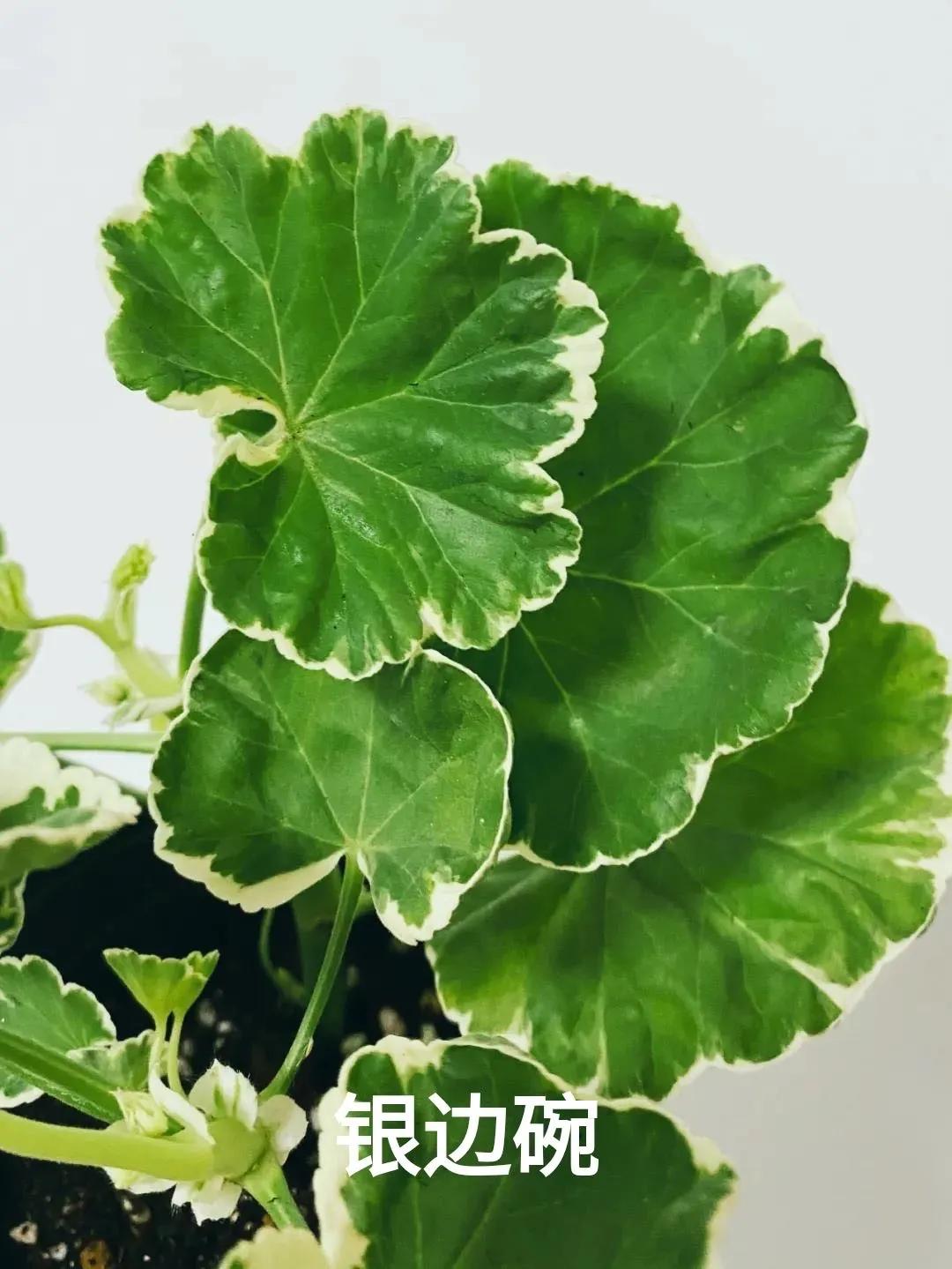 垂吊天竺葵哪些品种容易爆花,天竺葵羊宝和糖果双色哪个更爆花