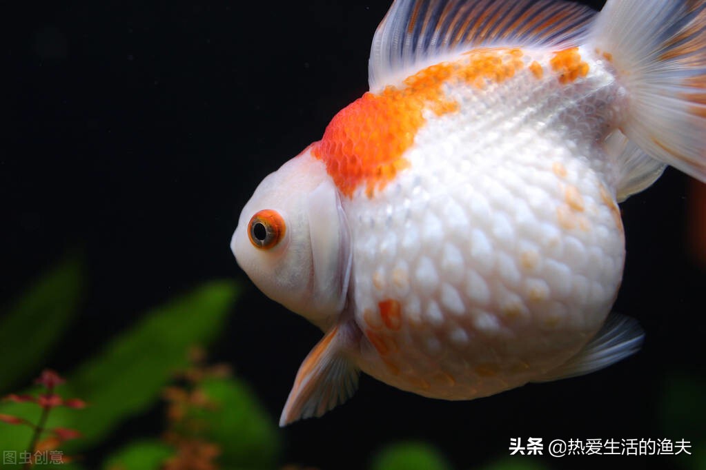 金鱼死亡怎么处理,怎么避免养的金鱼死亡