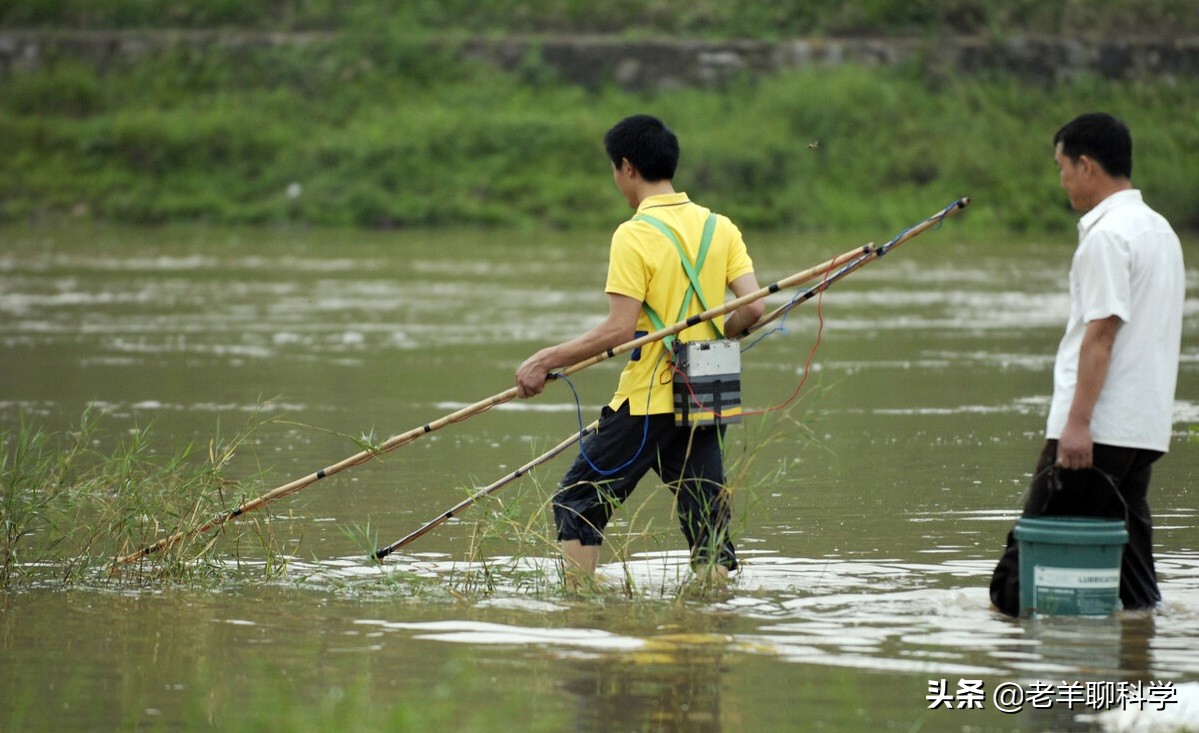 三男子猎捕芝麻剑被刑拘,3男子猎捕芝麻剑被刑拘
