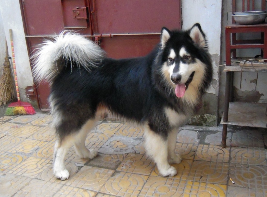 训狗新手教程,新手训狗全套教程阿拉斯加熊版