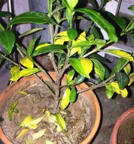 浇花不要水太多,浇花小窍门正确的浇水方法