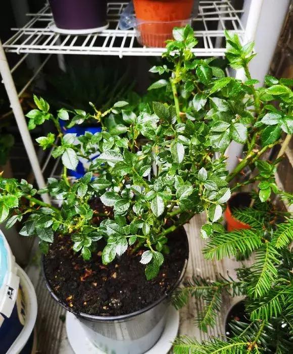 盆里有虫用什么药,盆里有小虫子怎么办