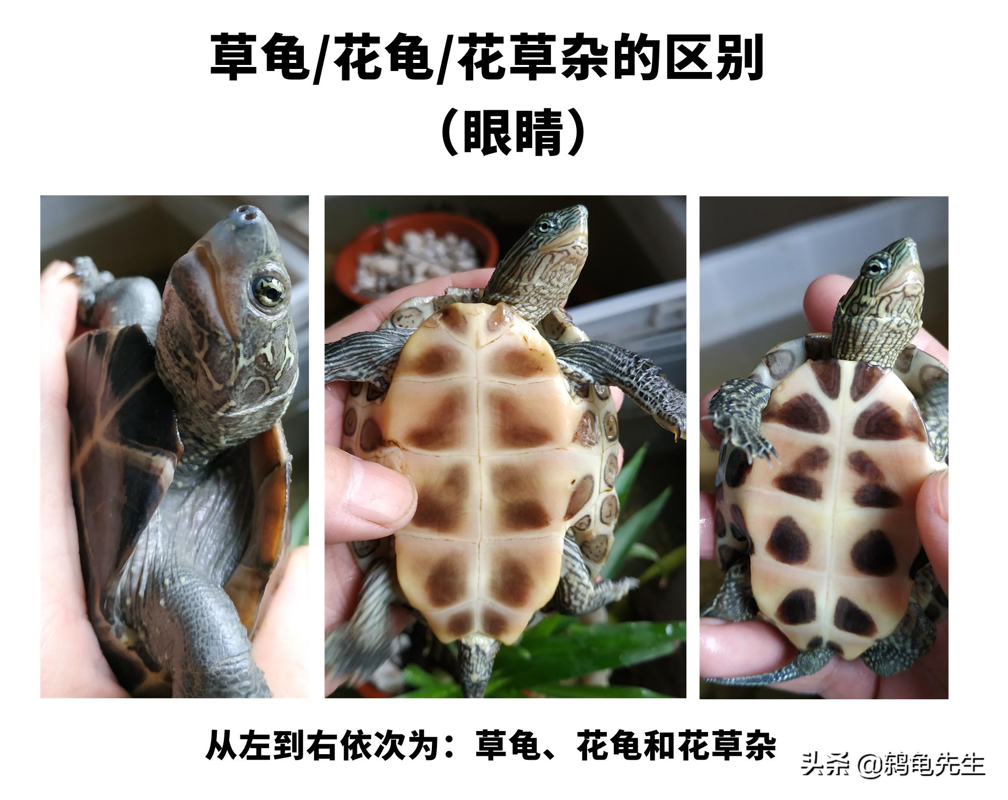 乌龟中草龟的种类介绍及图片大全,怎么辨认草龟和花龟的区别