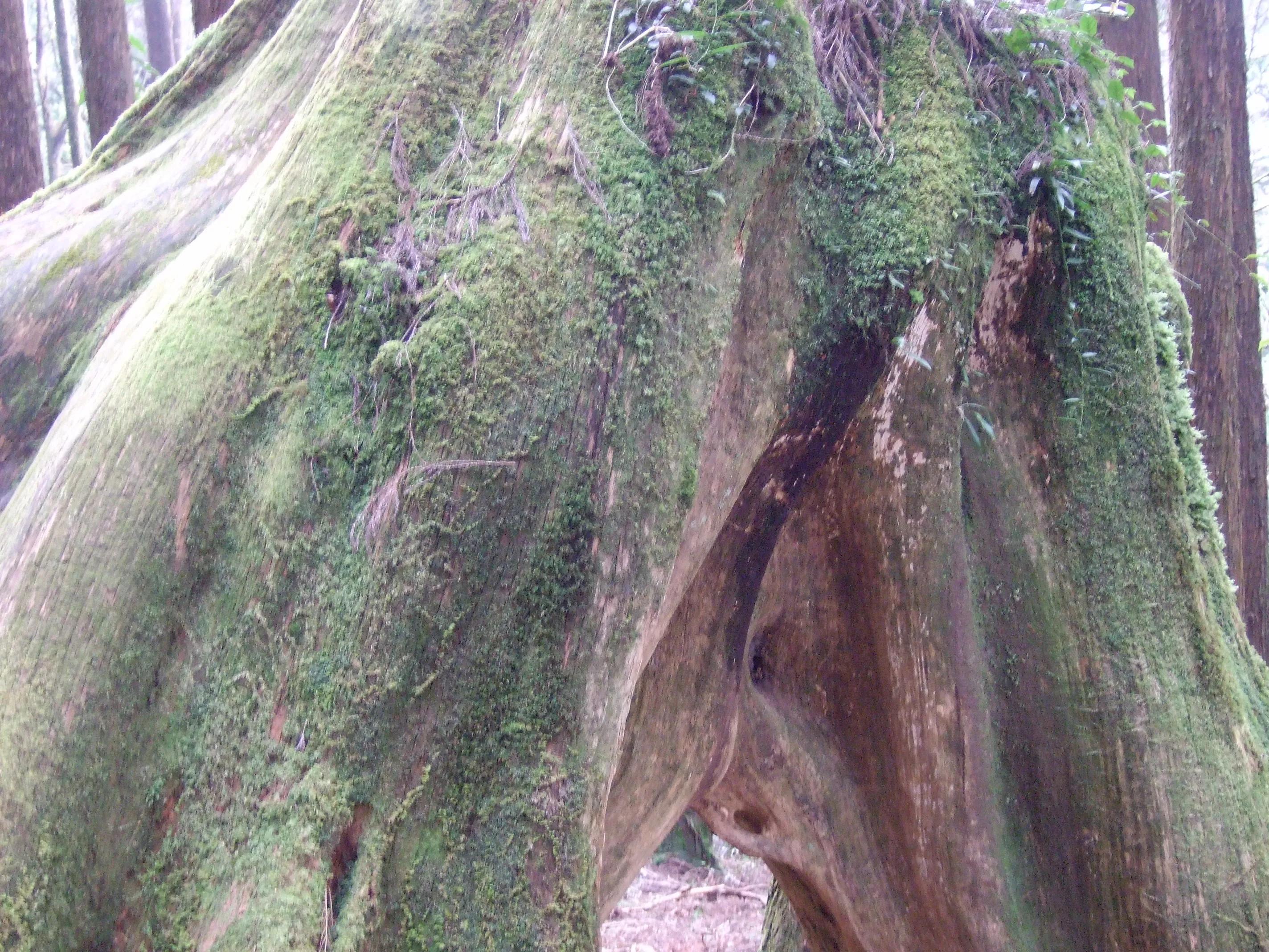 阿里山美丽动人的传说,阿里山的风光美如画