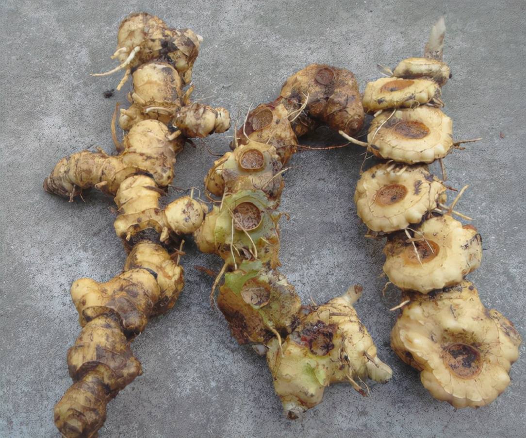 挖野生老虎姜,黄精又名老虎姜也叫仙人余粮
