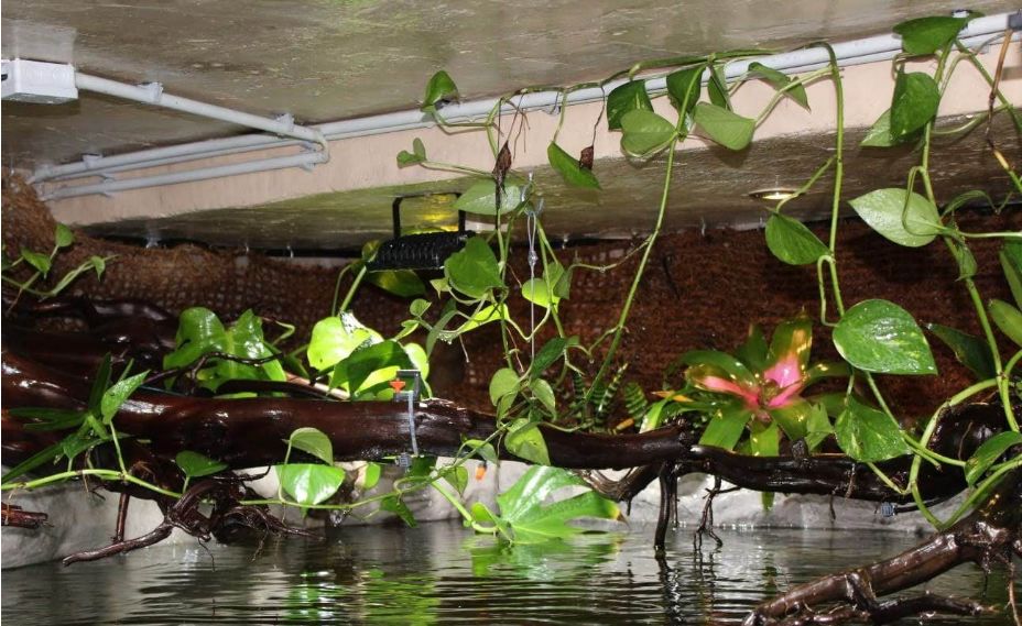 自己做大型水陆缸,在家自己打造一个沙漠缸