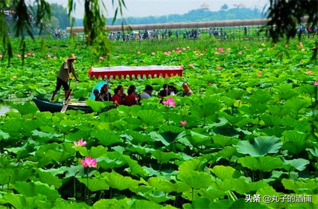 活动赏荷观光让你沉醉在这个夏天,这个夏天来苏州赏荷吧