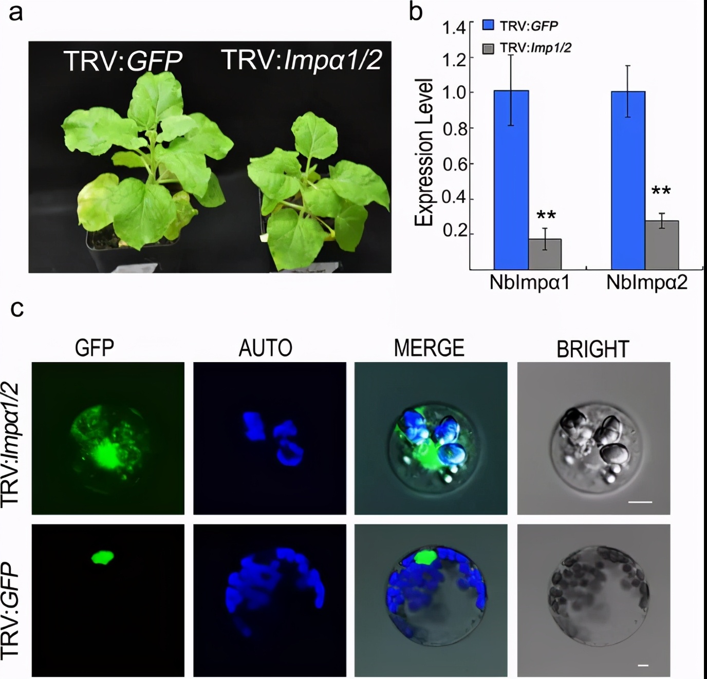 核输入蛋白对葡萄霜霉效应因子PvAVH53的定位和功能研究