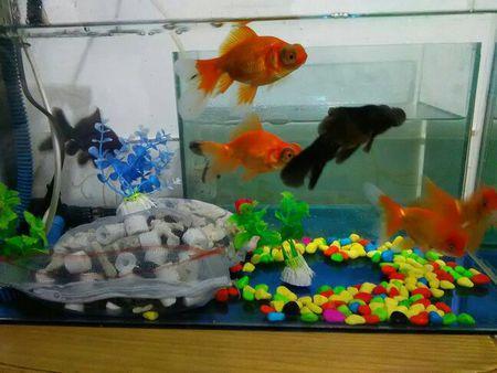 小鱼缸养金鱼的正确方法,想要养好小金鱼怎么办