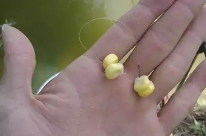 鳊鱼不怕退水吗,鳊鱼不黑怎么办