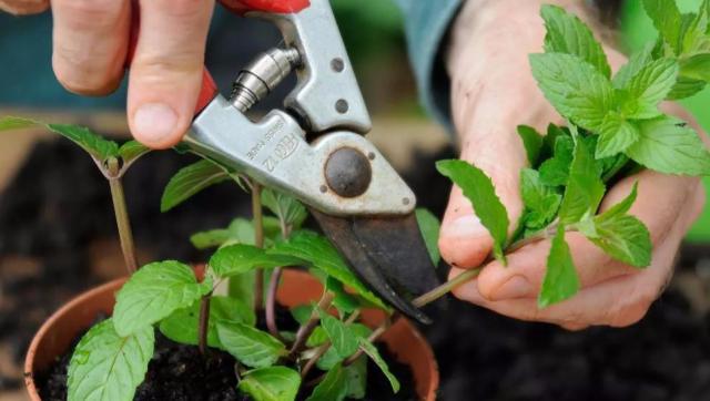 冬天薄荷出现干枯的黄叶怎么办,薄荷蔫了并有少许黄叶怎么补救